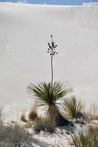 Soaptree Yucca, White Sands National Monument